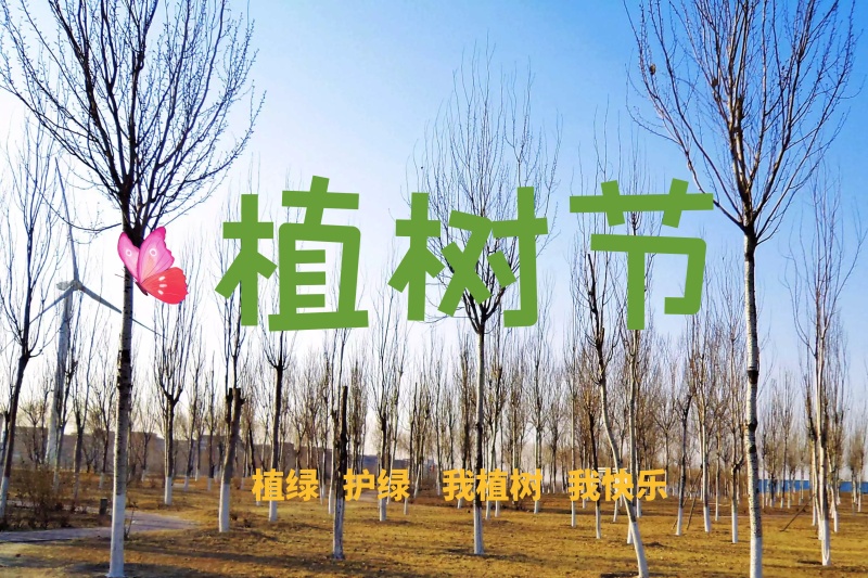 312植树节创意海报设计PSD源文件