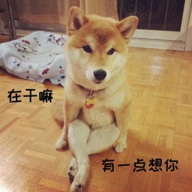 萌狗在干嘛有一点想你表情