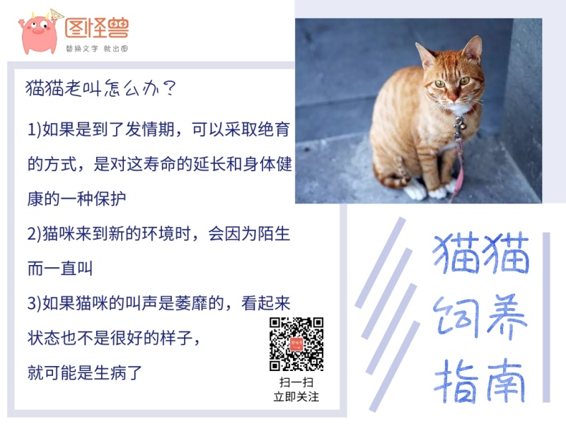 猫猫叫的原因