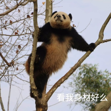 猫星人疑惑我是谁我在哪可爱表情趣味表情来小可爱了+手机包图片