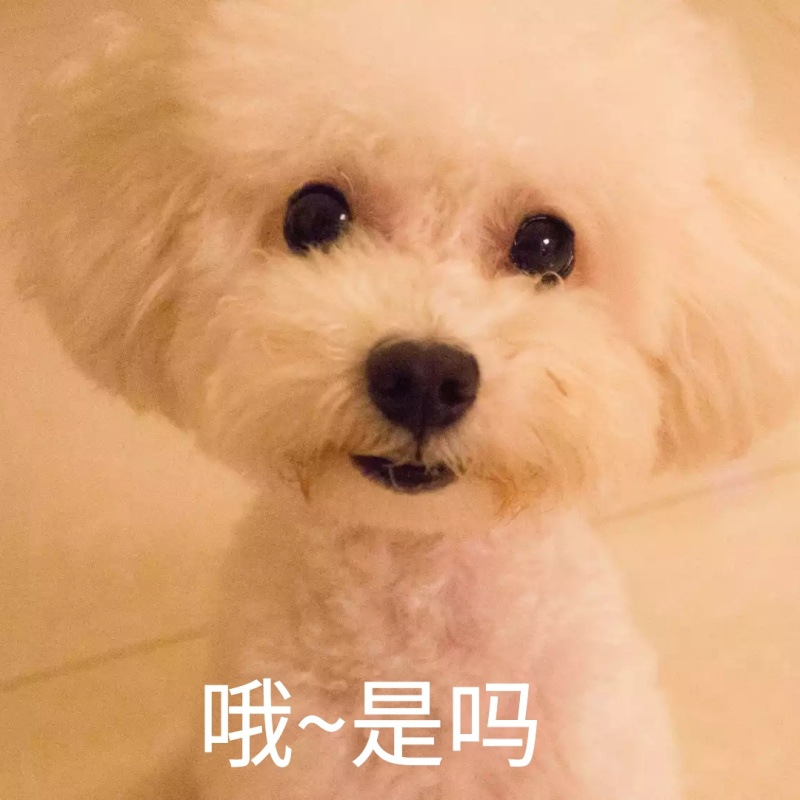 沙雕哈士奇疑问脸恶搞趣味日常手机表情包