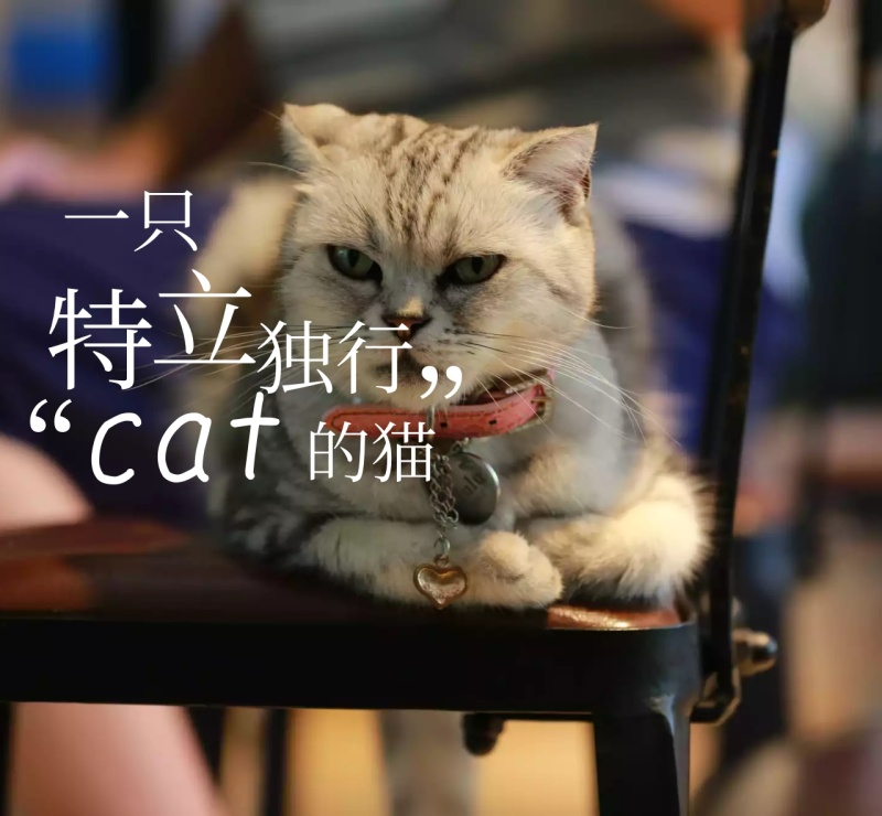 一只特立独行的猫朋友圈封面