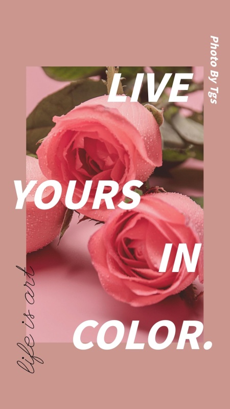 粉色玫瑰花摄影英文分享手机拼图