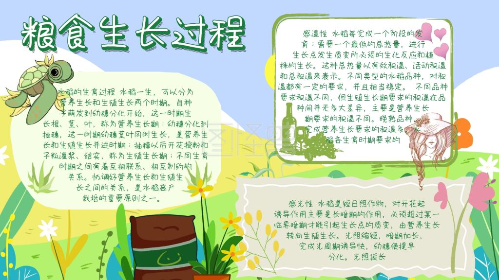 简约宣传粮食生长过程手抄报