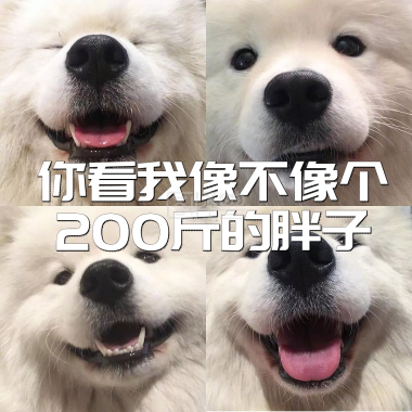 一起变胖动态相机包表情贴的表情能图图片