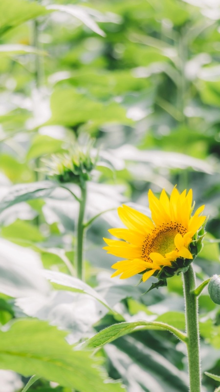 手机壁纸向日葵黄色花朵绿色植物护眼
