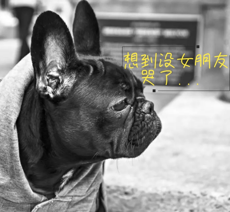 狗子没女朋友哭了朋友圈封面
