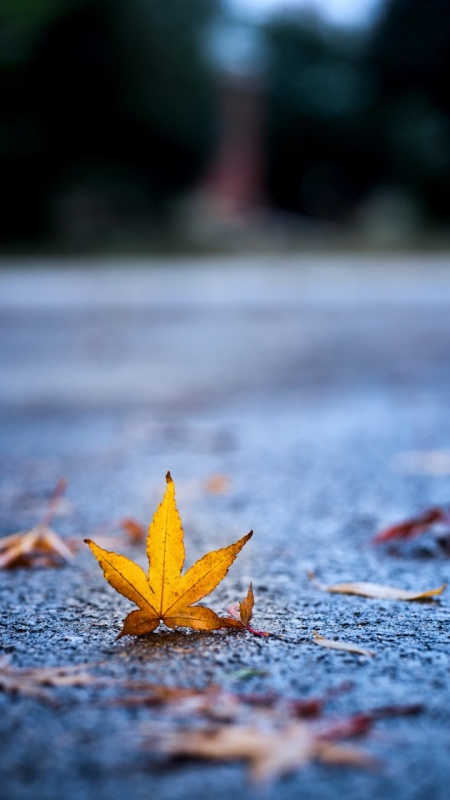 手机壁纸黄色枫叶街道摄影