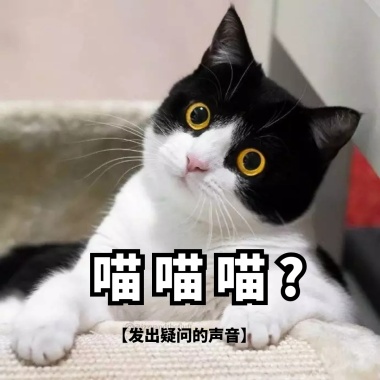萌物猫我们一起喵喵喵表情萌表情包猫+gif图片