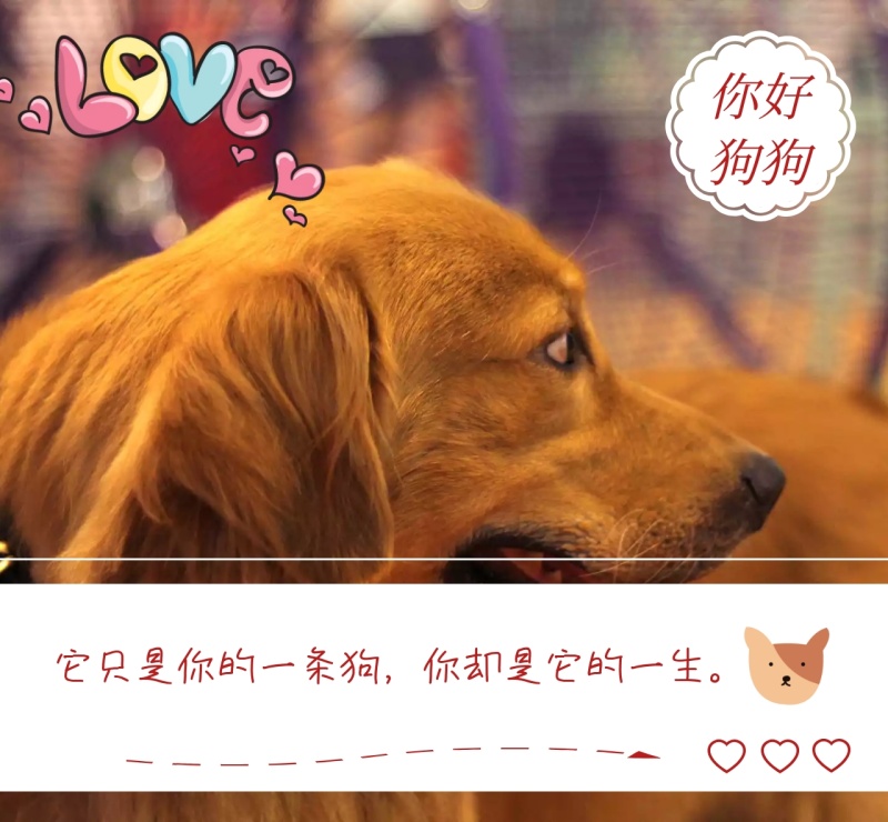 你好狗狗简约你是狗狗的一生朋友圈封面