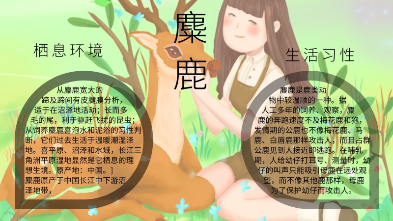 有关动物的手抄报麋鹿