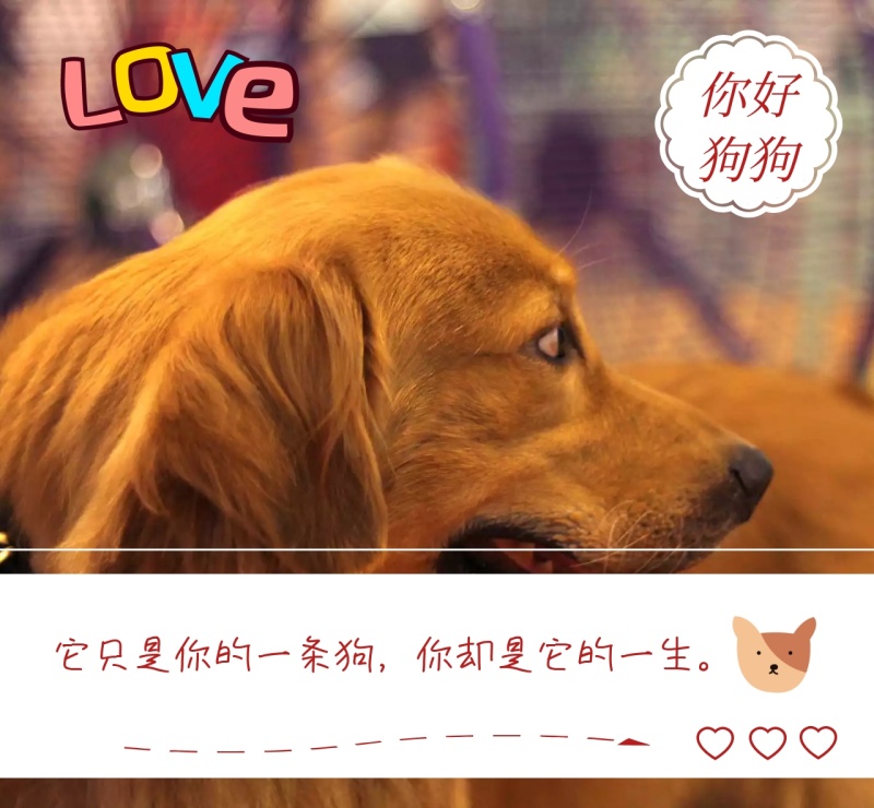 你好狗狗简约你是狗狗的一生朋友圈封面