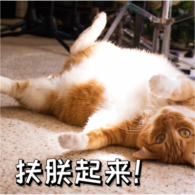 退下朕要睡觉了表情打哈欠休息搞笑猫咪快表现时间的搞笑图片图片