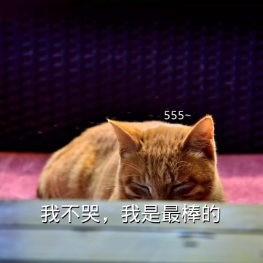 今天模板好猫咪好的睡一觉表情激动表情_天气的超级开心要好包搞笑图片