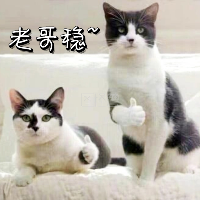 老哥稳猫表情v老哥宽带搞笑图图片