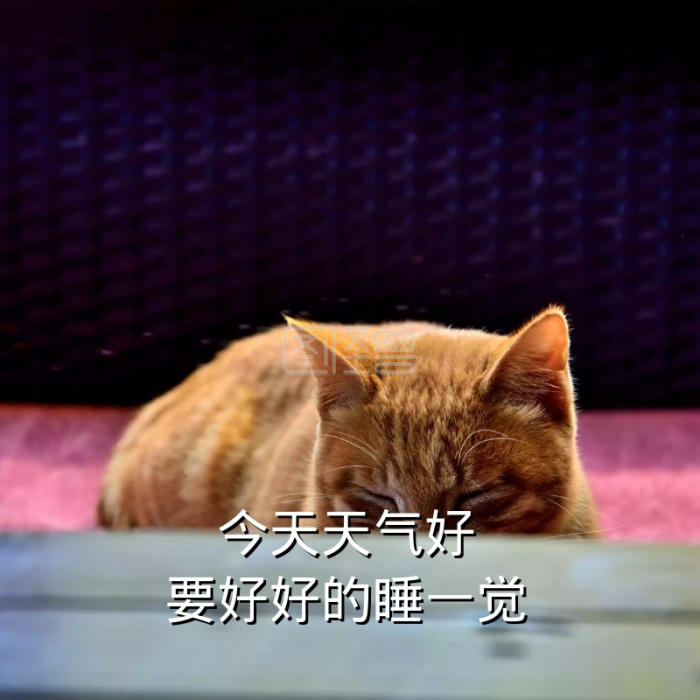 今天表情好表情好的睡一觉天气搞笑猫咪要好包的克里斯蒂娜图片
