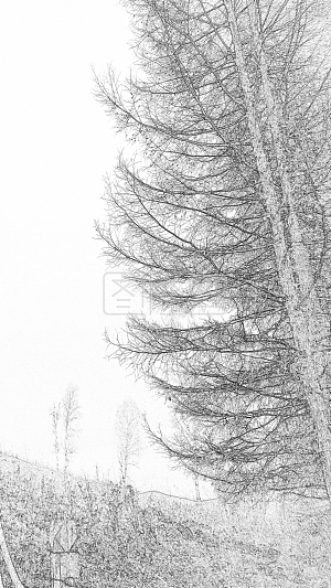 素描 艺术 旅游出行 企业宣传 黑白 树林