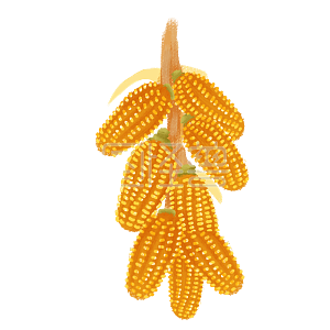 图怪兽原创元素秋天玉米串插画元素
