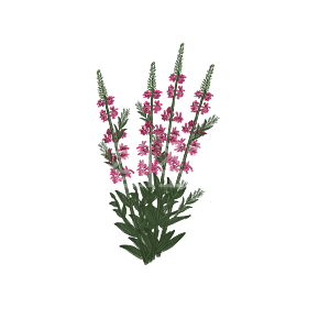 图怪兽原创元素小暑植物粉色千屈菜背景素材图片 图怪兽