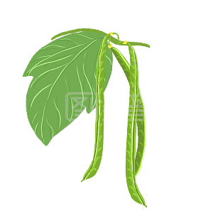 图怪兽原创元素立秋手绘丰收农作物绿色四季豆元素插画