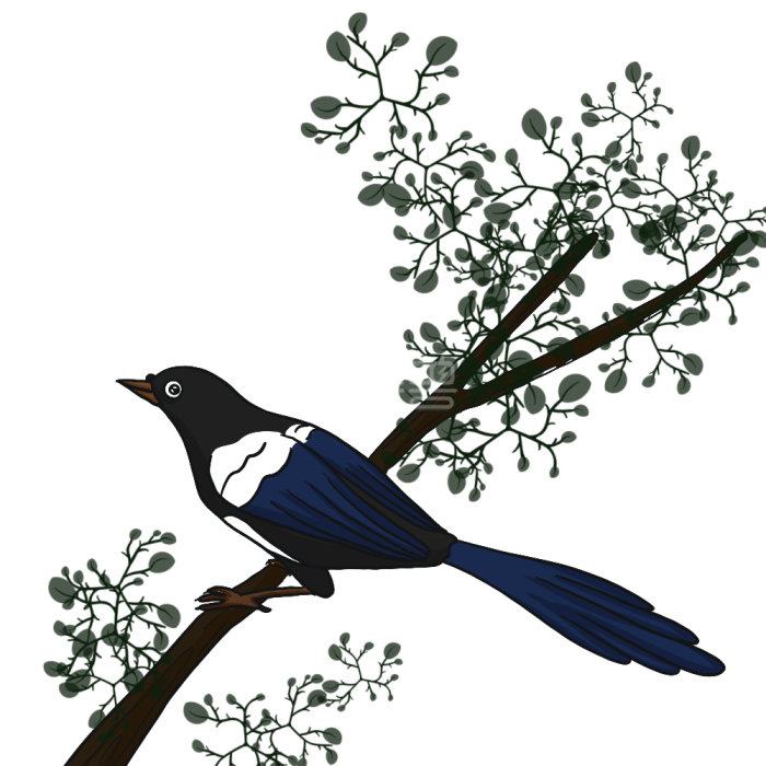 カササギ 七夕 カササギ 七夕 イラスト