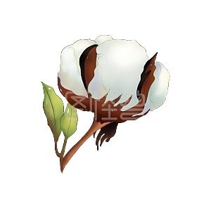 棉花手绘
