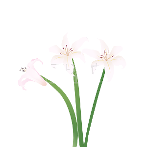 图怪兽原创元素感恩节红色百合花背景素材图片 图怪兽