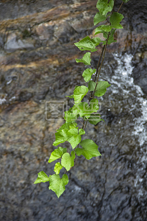 图怪兽摄影图原创素材唯美树枝树叶绿色背景