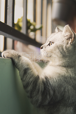 图怪兽原创元素猫咪猫爪子美短宠物详情图怪兽原