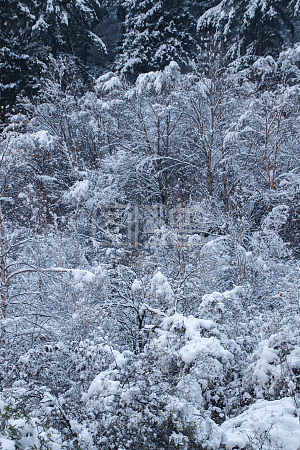 图怪兽原创素材冬季旅游白色雪松雪景