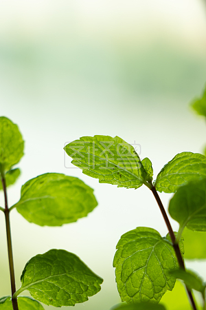 详情绿色薄荷植物背景详情清凉薄荷详情图怪兽原创元素