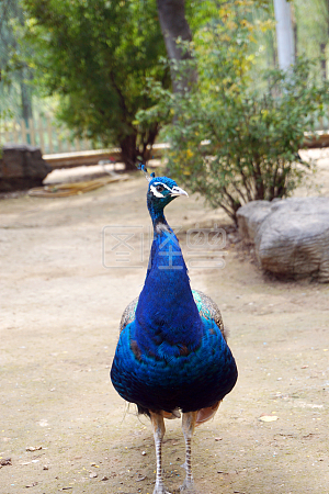 图怪兽原创元素一直蓝色孔雀