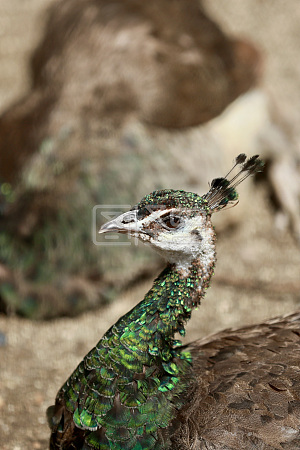 图怪兽原创元素 一只绿色孔雀的头部 西藏拉萨