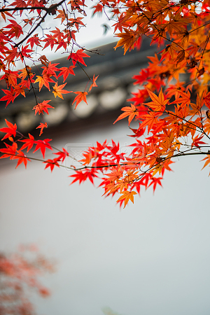 图怪兽原创元素 秋日里的红叶 枫叶