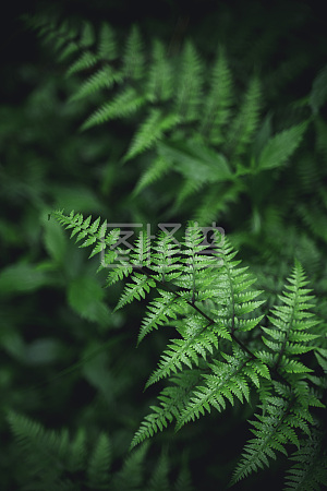 森系蓝莓蛋挞详情植物叶子特写详情植物叶子特写详情