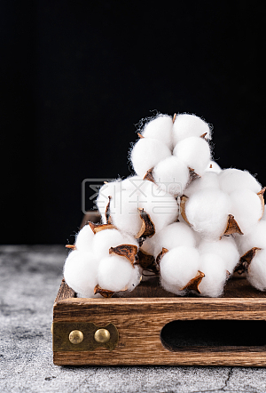 图怪兽原创元素新疆纯棉棉花纺织原料