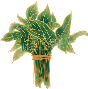 水彩     节日      季节   夏季  蔬菜  果蔬   番薯叶