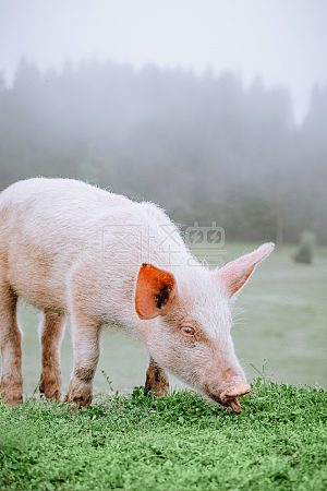 可爱小粉猪