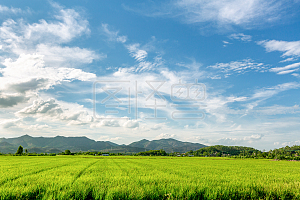 图怪兽原创元素夏天绿油油的稻田