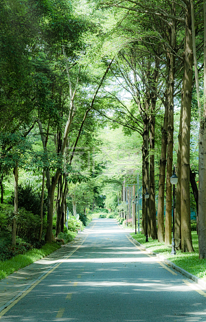 图怪兽原创元素绿荫小道树木风光