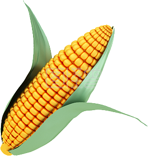 玉米