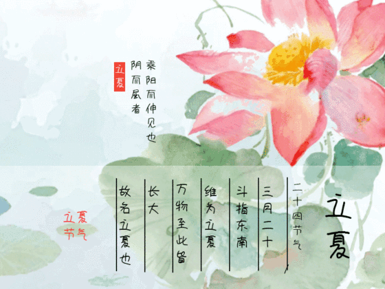 立夏节气荷花动态gif模版