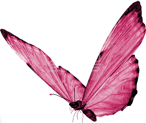 粉色 蝴蝶 梦幻 装饰