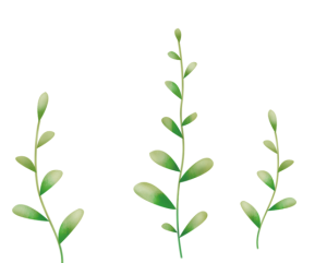 手绘绿色植物