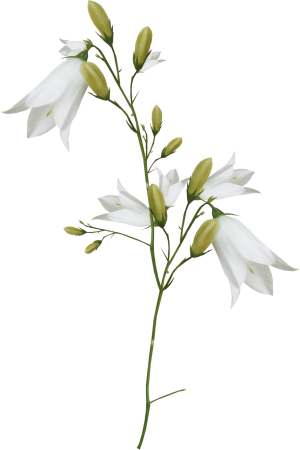 白色百合花花枝