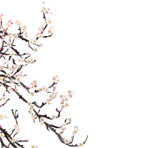 故宫春季春天桃花