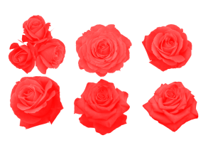 七夕情人节玫瑰素材免扣png