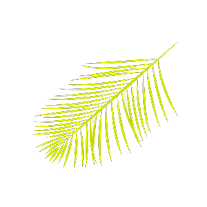 一片黄色的羽毛形状的叶子设计