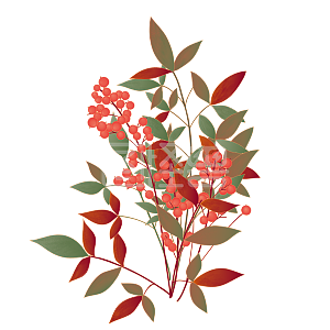 手绘小清新山茶花山茶籽卡通手绘素材