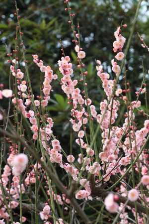 春天花草树木梅花